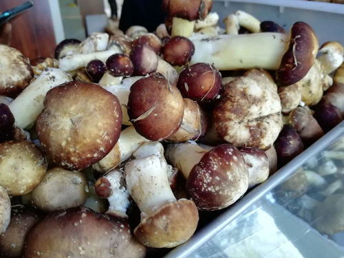 新型食用菌赤松茸在我市实验种植成功