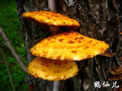 柳树上长了一个蘑菇,谁知道这是什么蘑菇,可以吃吗